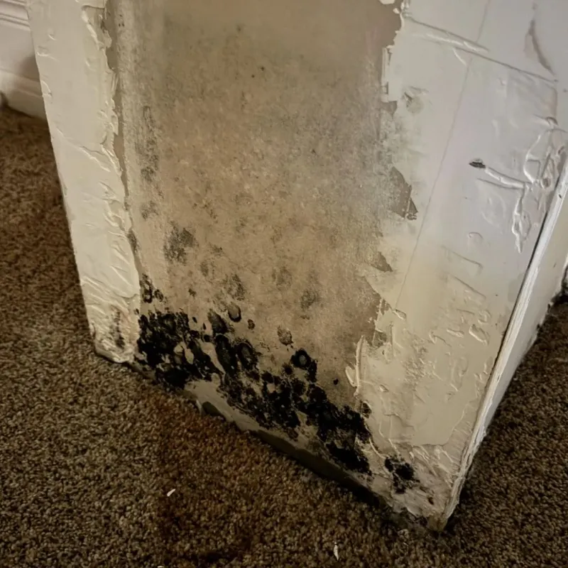 Professional Mold Removal in Prince George, VA